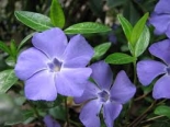 Meténg-Vinca Minor